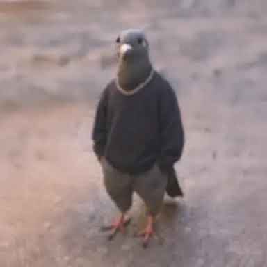 Just A Chill Pigeon