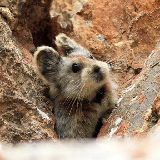 ILI PIKA