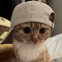 CapCat